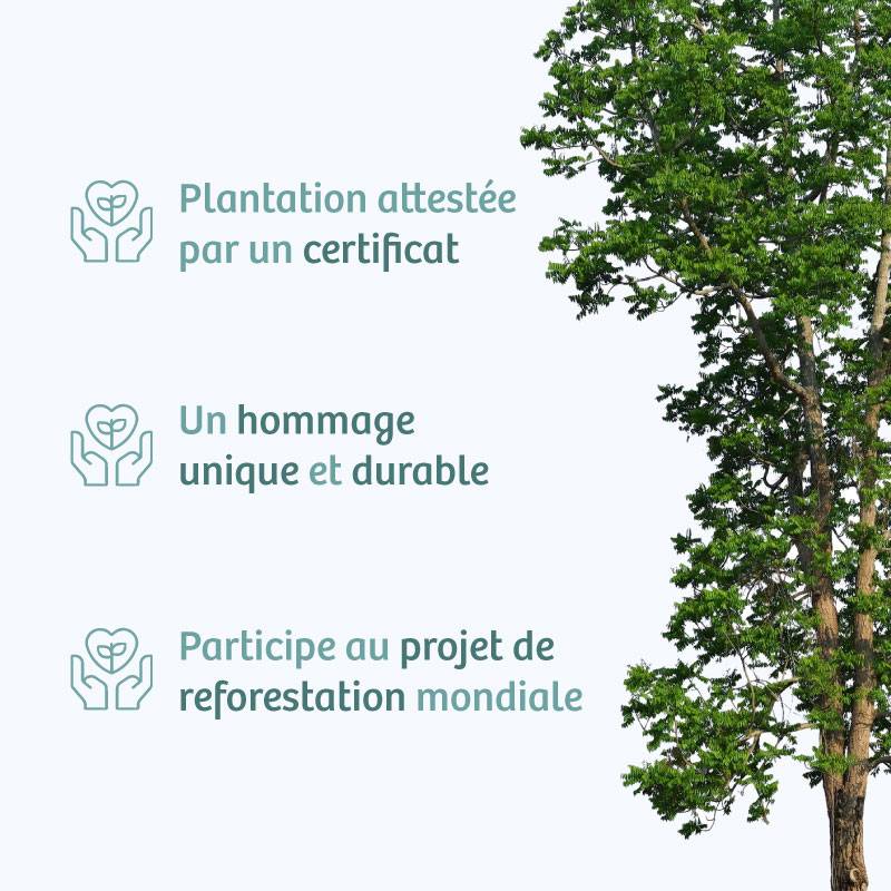 Planter un arbre en hommage à Mme Pierrette CABE Née COURREGES